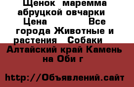 Щенок  маремма абруцкой овчарки › Цена ­ 50 000 - Все города Животные и растения » Собаки   . Алтайский край,Камень-на-Оби г.